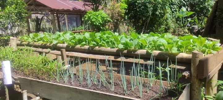 Backyard raised vegetable garden