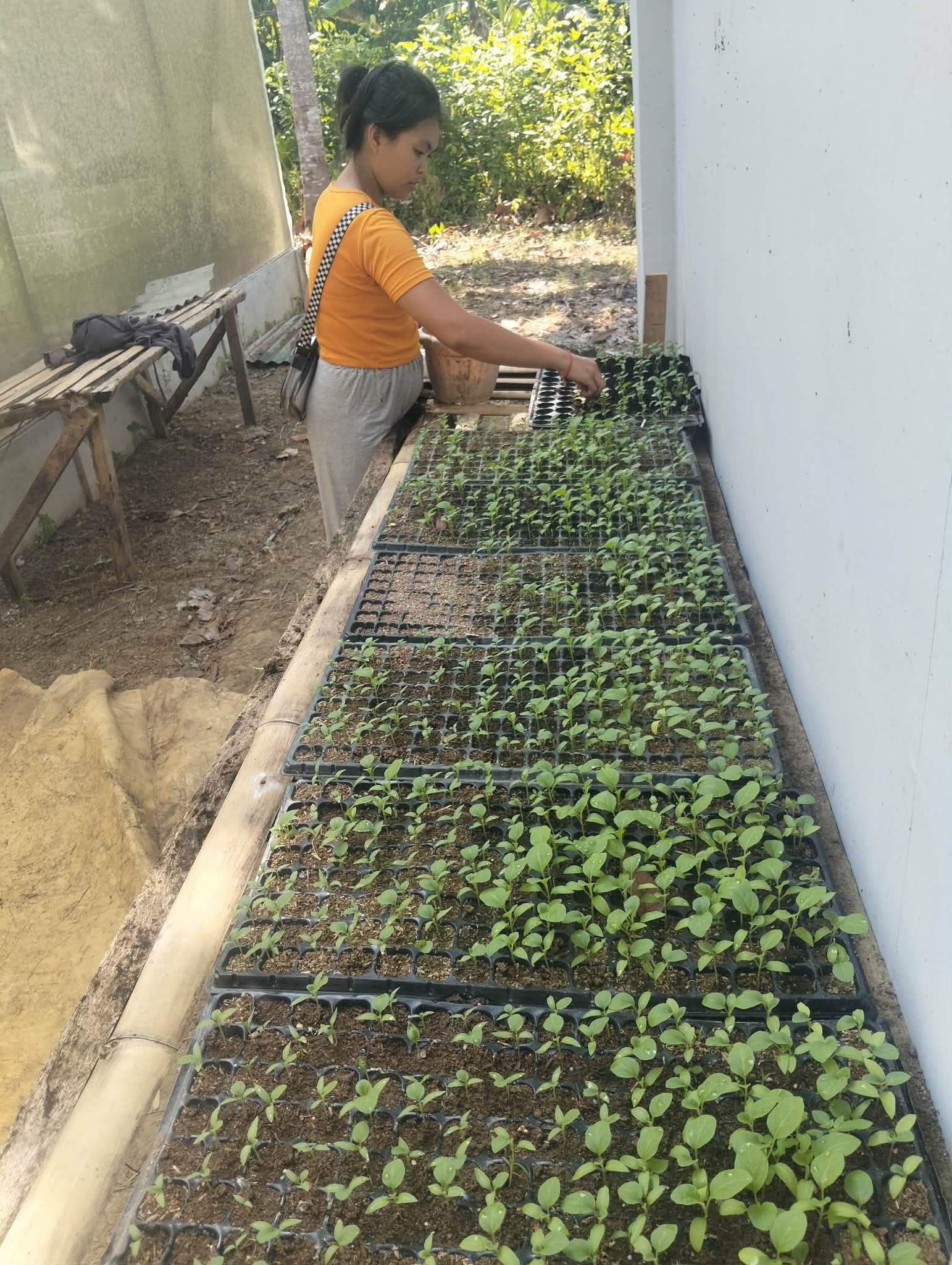 Seedling nursery care