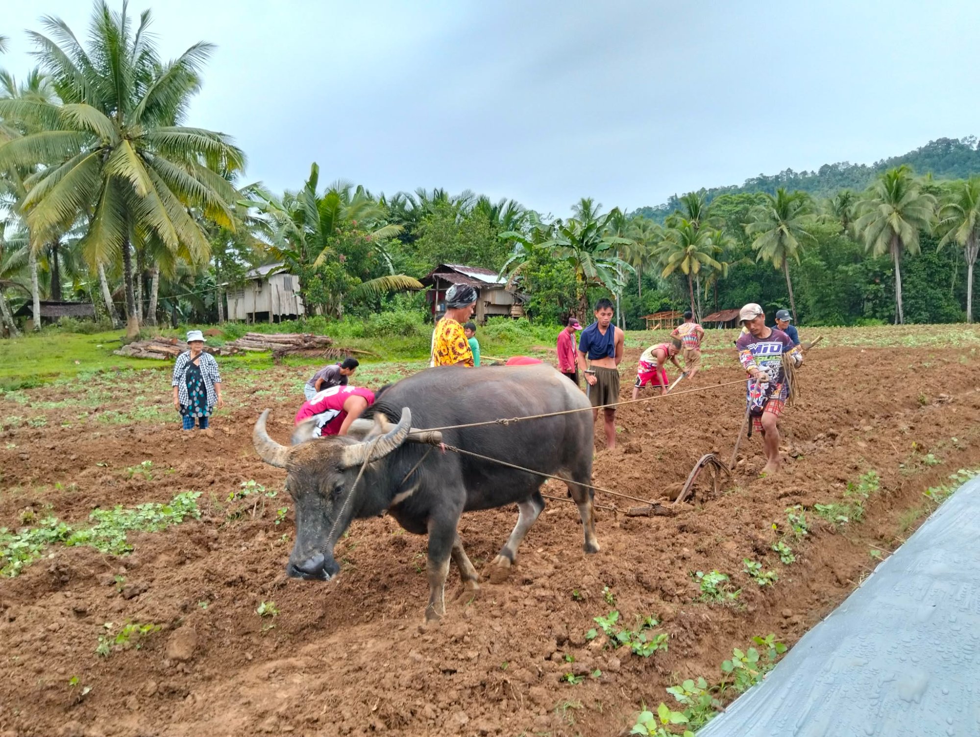 Traditional Farming with Carabao